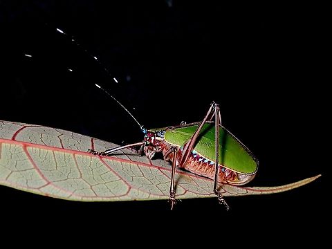 Leaf Katydid - Scambophyllum angustipenne  Katydid,Leaf Katydid,Malaysia,Sabah,Scambophyllum angustipenne