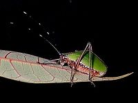 Leaf Katydid - Scambophyllum angustipenne  Katydid,Leaf Katydid,Malaysia,Sabah,Scambophyllum angustipenne