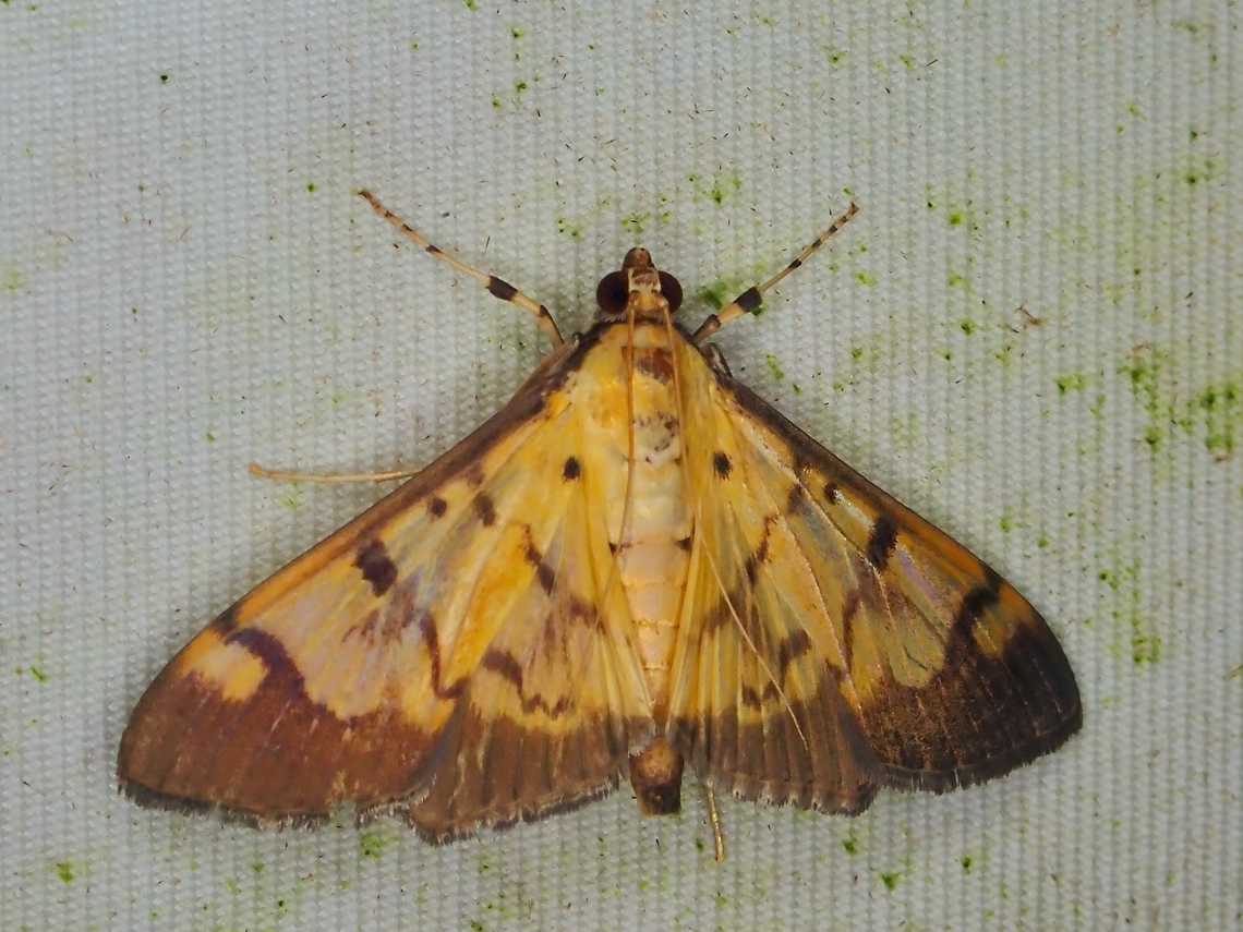 Pearl Moth - Syllepte fabiusalis  Malaysia,Moth,Pearl Moth,Sabah,Syllepte fabiusalis