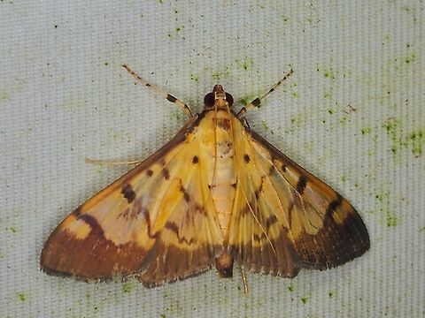 Pearl Moth - Syllepte fabiusalis  Malaysia,Moth,Pearl Moth,Sabah,Syllepte fabiusalis