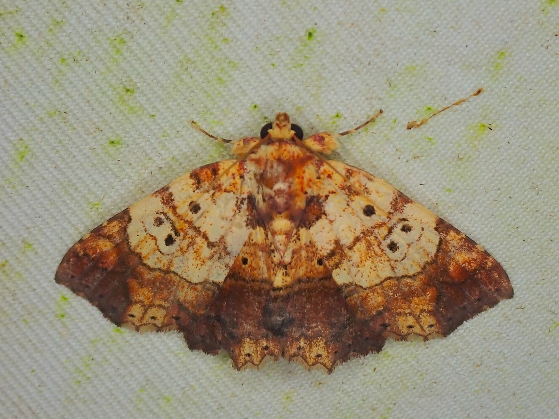 Moth - Tamba submicacea  Malaysia,Moth,Sabah,Tamba submicacea