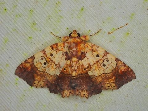 Moth - Tamba submicacea  Malaysia,Moth,Sabah,Tamba submicacea