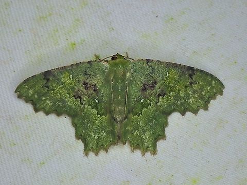 Moth - Paramaxates spinivesica  Malaysia,Moth,Paramaxates spinivesica,Sabah