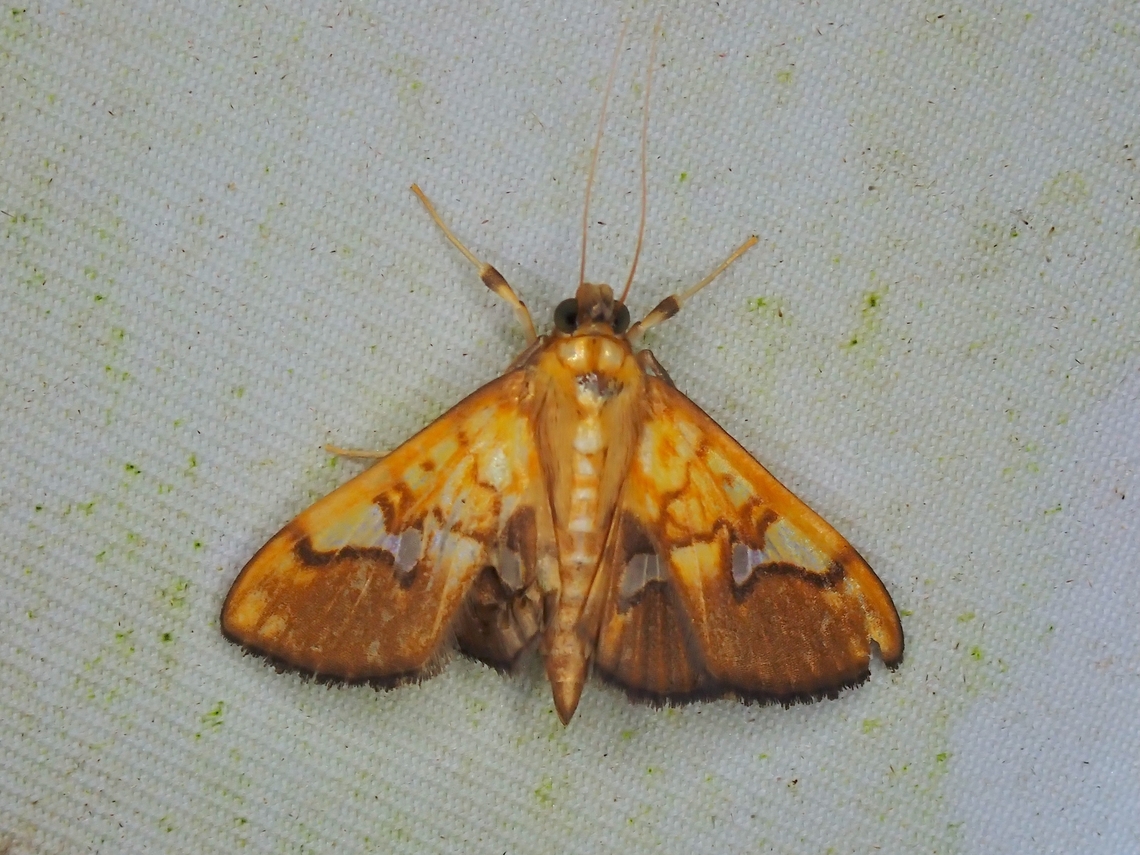 Moth - Nosophora euspilalis  Malaysia,Moth,Nosophora euspilalis,Sabah