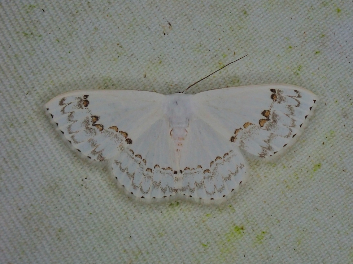 Moth - Teldenia specca  Malaysia,Moth,Sabah,Teldenia specca