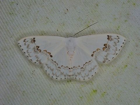 Moth - Teldenia specca  Malaysia,Moth,Sabah,Teldenia specca