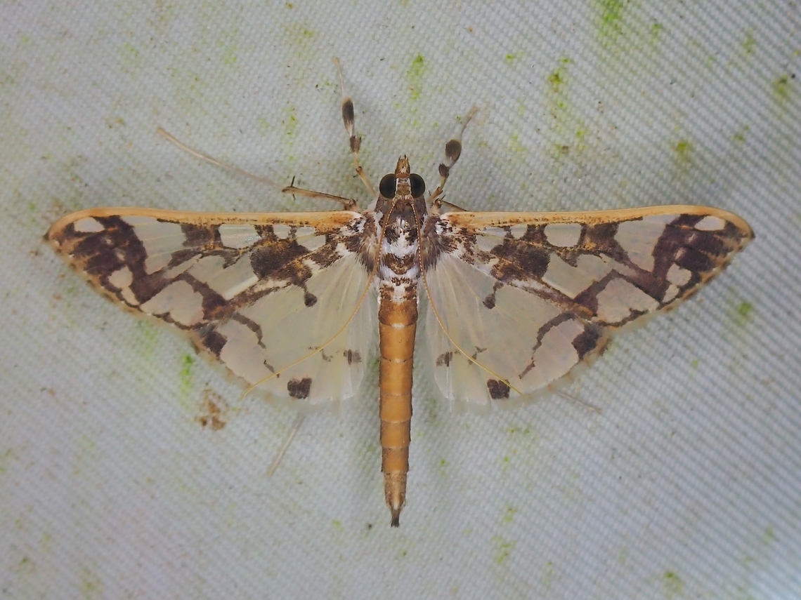 Moth - Polythlipta divaricata  Malaysia,Moth,Polythlipta divaricata,Sabah