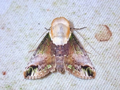 Moth - Risoba prominens  Malaysia,Moth,Risoba prominens,Sabah