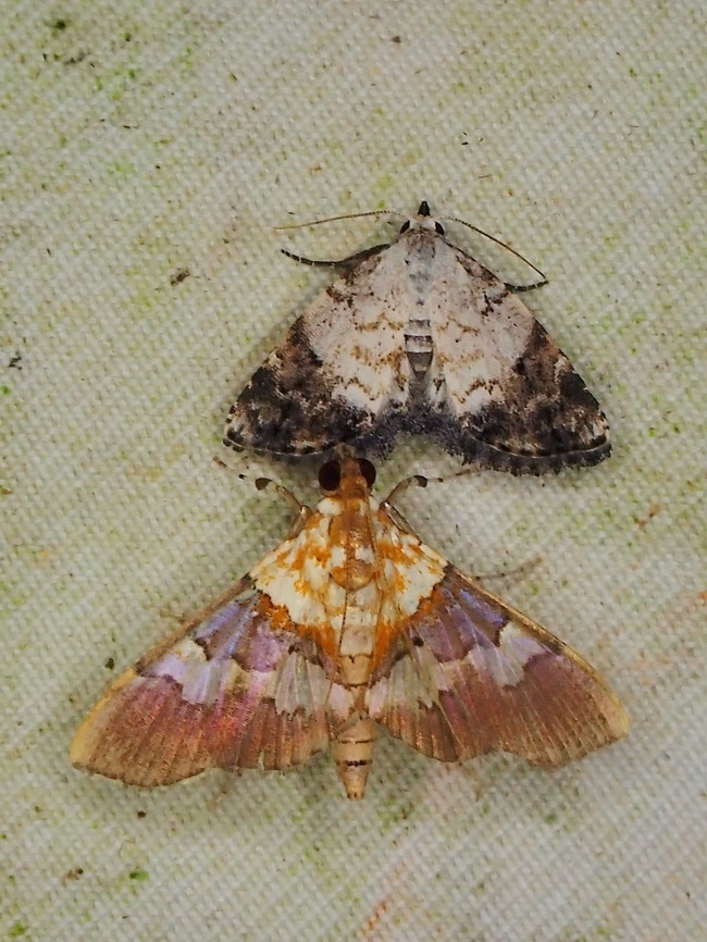 Moth - Aetholix flavibasalis Observation on the Moth on the bottom of pic. Aetholix flavibasalis,Malaysia,Moth,Sabah