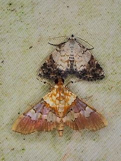 Moth - Aetholix flavibasalis Observation on the Moth on the bottom of pic. Aetholix flavibasalis,Malaysia,Moth,Sabah