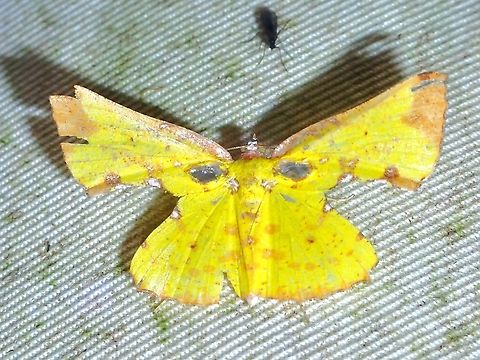 Moth - Corymica arnearia  Corymica arnearia,Malaysia,Moth,Sabah