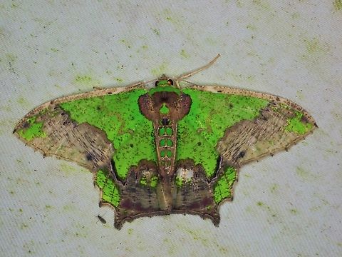 Moth - Agathia codina  Agathia codina,Malaysia,Moth,Sabah