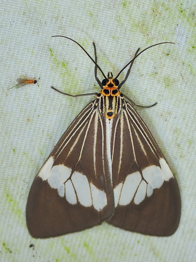 Moth - Nyctemera kinibalina  Malaysia,Moth,Nyctemera kinibalina,Sabah