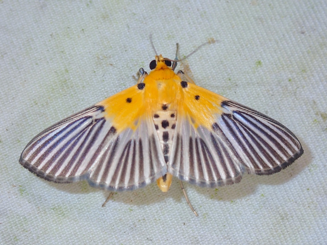 Pearl Moth - Nevrina procopia  Malaysia,Moth,Nevrina procopia,Pearl Moth,Sabah