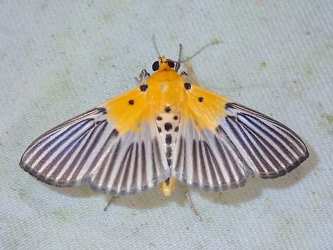 Pearl Moth - Nevrina procopia  Malaysia,Moth,Nevrina procopia,Pearl Moth,Sabah