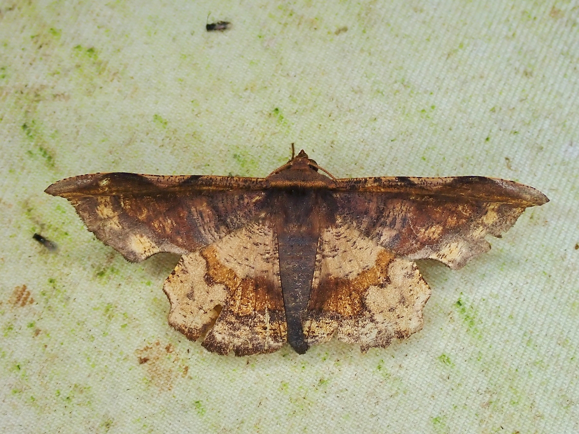 Moth - Fascellina albicordis  Fascellina albicordis,Malaysia,Moth,Sabah