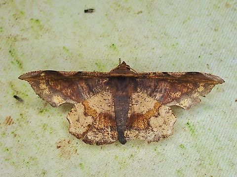 Moth - Fascellina albicordis  Fascellina albicordis,Malaysia,Moth,Sabah