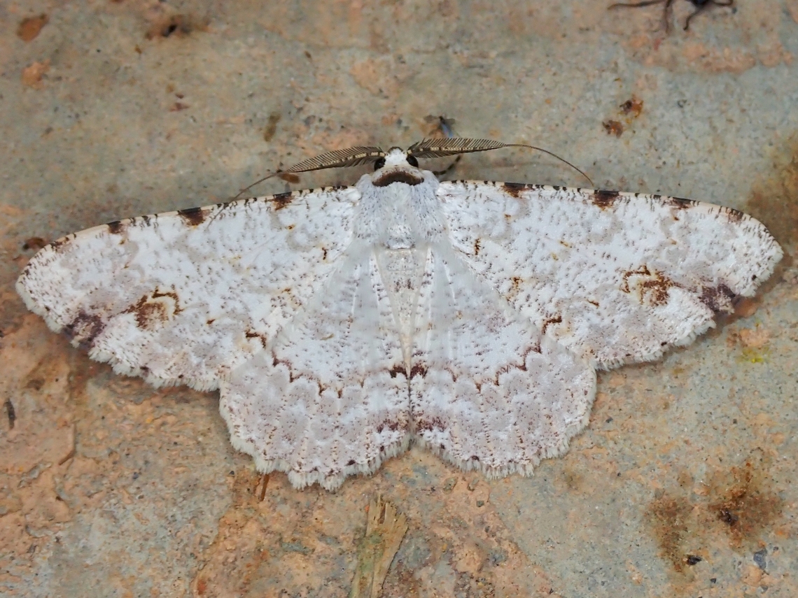 Moth - Lassaba acribomena  Lassaba acribomena,Malaysia,Moth,Sabah