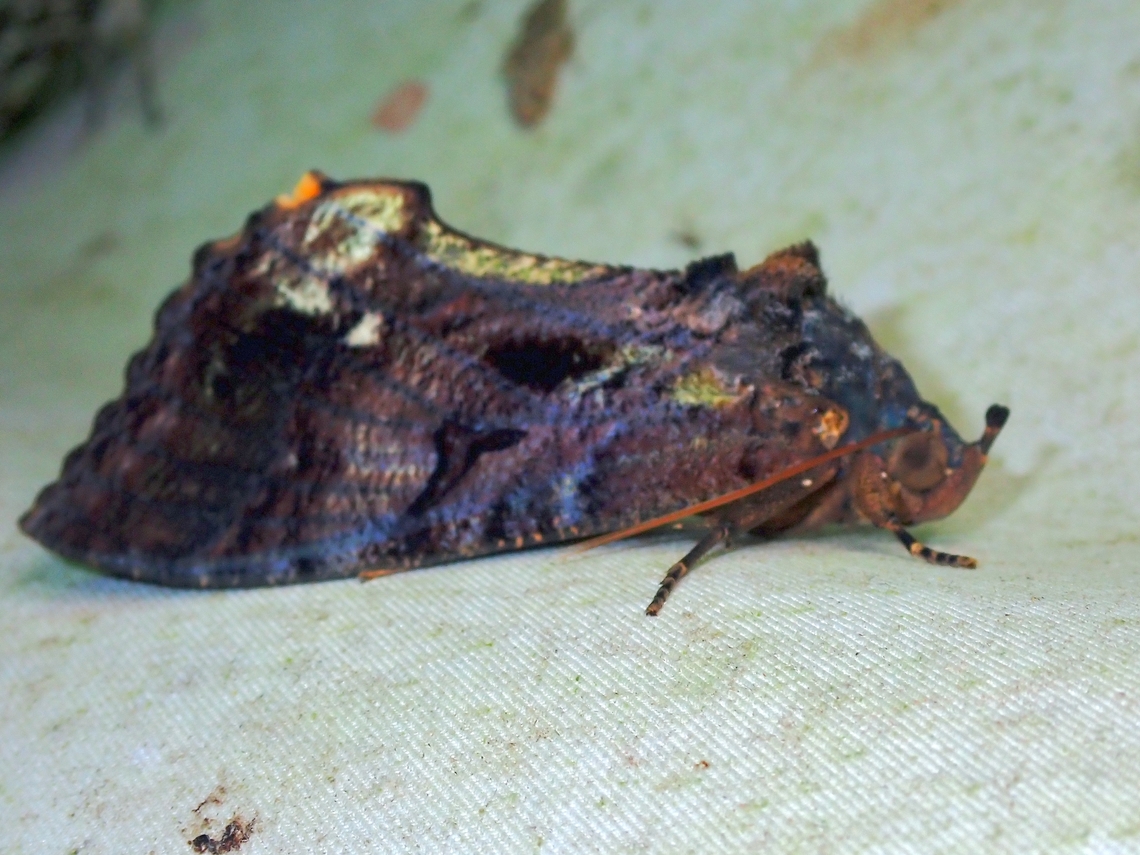 Fruit-Piercing Moth - Eudocima srivijayana  Eudocima srivijayana,Fruit-Piercing Moth,Malaysia,Moth,Sabah