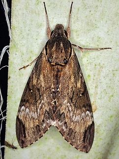 Hawkmoth - Psilogramma discistriga  Hawkmoth,Malaysia,Moth,Psilogramma discistriga,Sabah