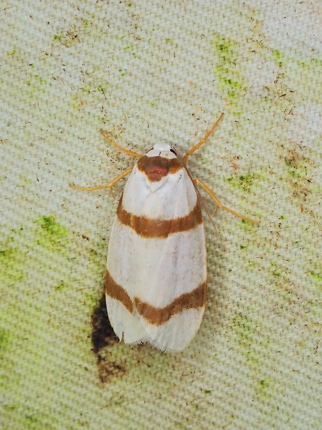 Lichen Moth - Padenia obliquifascia  Lichen Moth,Malaysia,Moth,Padenia obliquifascia,Sabah