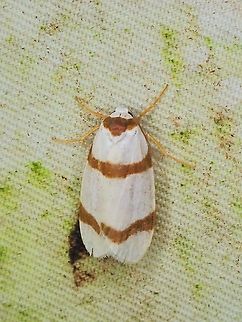 Lichen Moth - Padenia obliquifascia  Lichen Moth,Malaysia,Moth,Padenia obliquifascia,Sabah