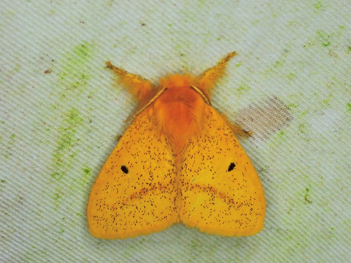 Tussock Moth - Nygmia plana  Malaysia,Moth,Nygmia plana,Sabah,Tussock Moth