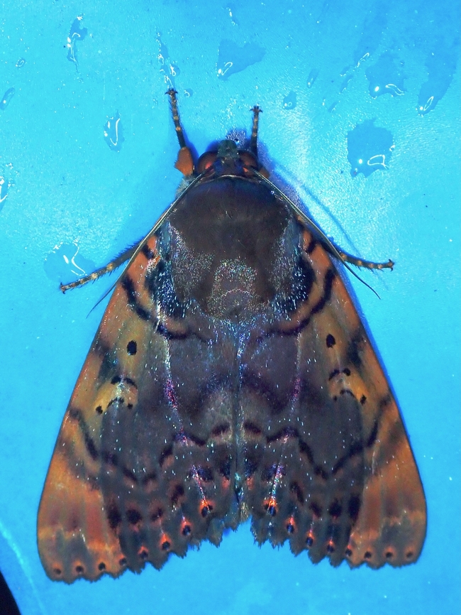 Moth - Arcte modesta  Arcte modesta,Malaysia,Moth,Sabah