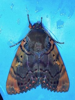 Moth - Arcte modesta  Arcte modesta,Malaysia,Moth,Sabah