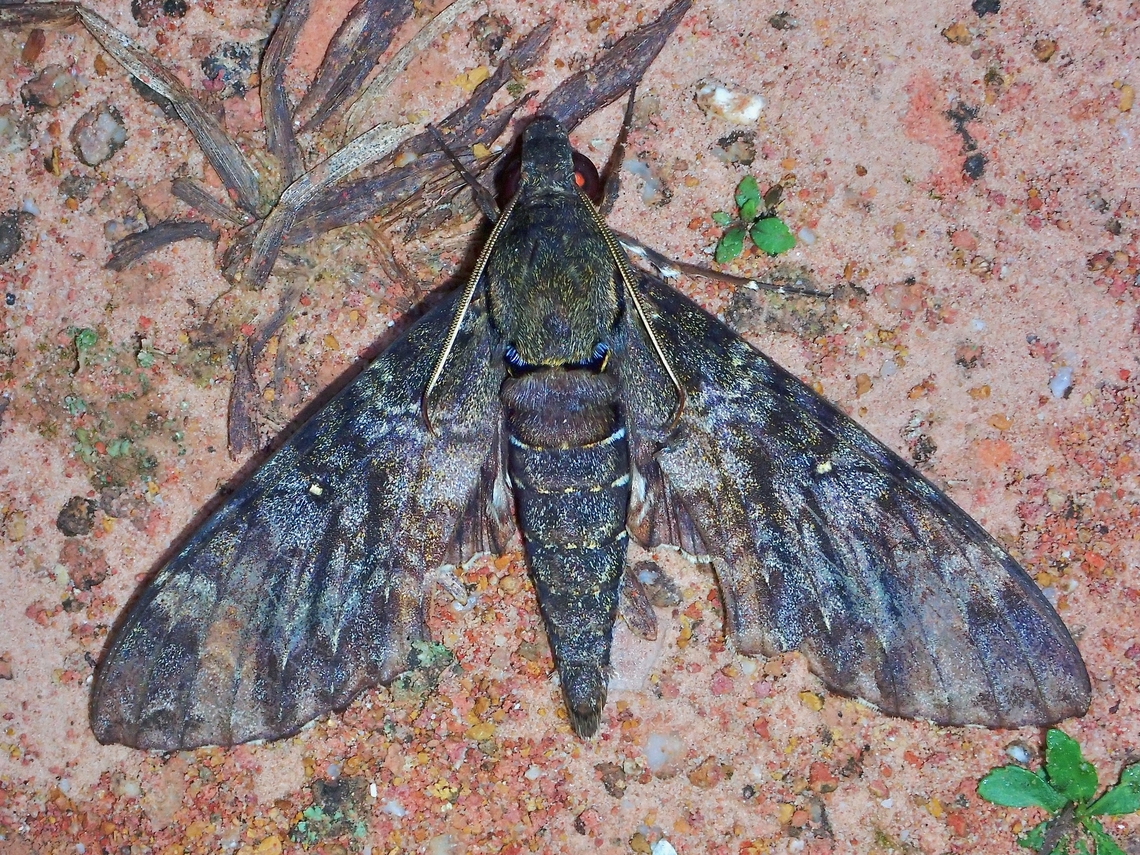 Hawkmoth - Meganoton nyctiphanes  Hawkmoth,Malaysia,Meganoton nyctiphanes,Moth,Sabah