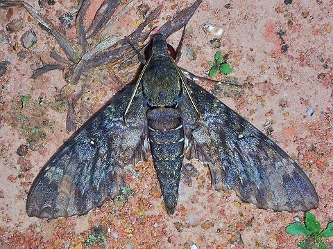 Hawkmoth - Meganoton nyctiphanes Hawkmoth,Malaysia,Meganoton nyctiphanes,Moth,Sabah