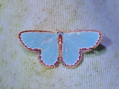 Red-Edged Aquarium Moth - Comostola pyrrhogona  Comostola pyrrhogona,Malaysia,Moth,Red-Edged Aquarium Moth,Sabah