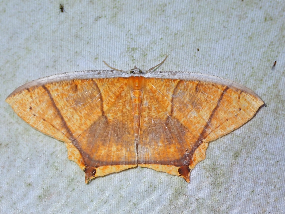 Moth - Thinopteryx crocoptera  Malaysia,Moth,Sabah,Thinopteryx crocoptera