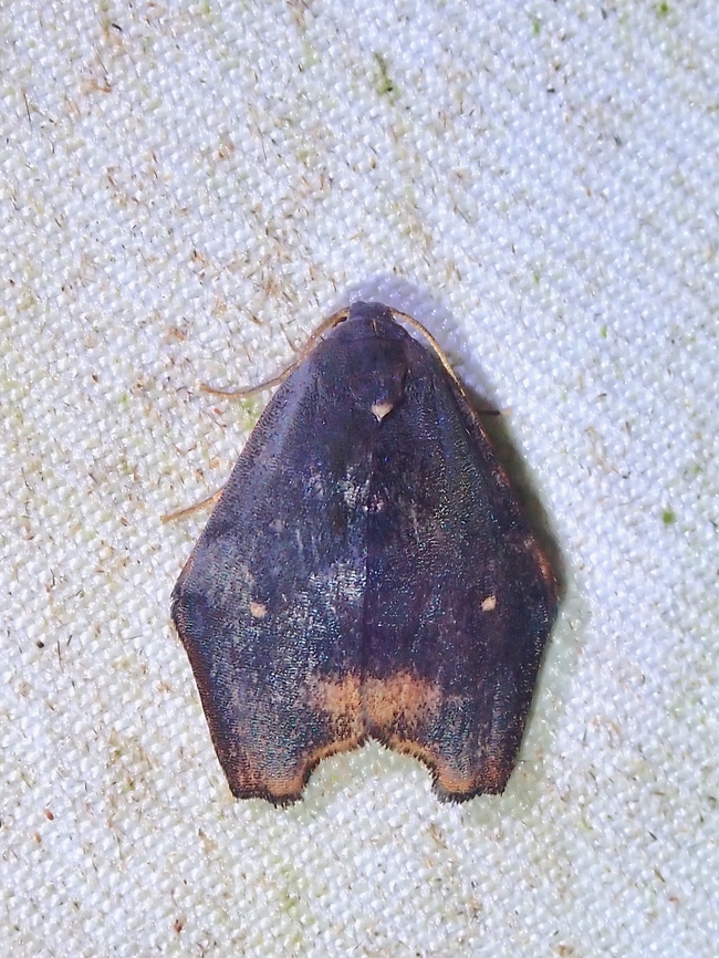 Moth - Macaduma borneana  Macaduma borneana,Malaysia,Moth,Sabah