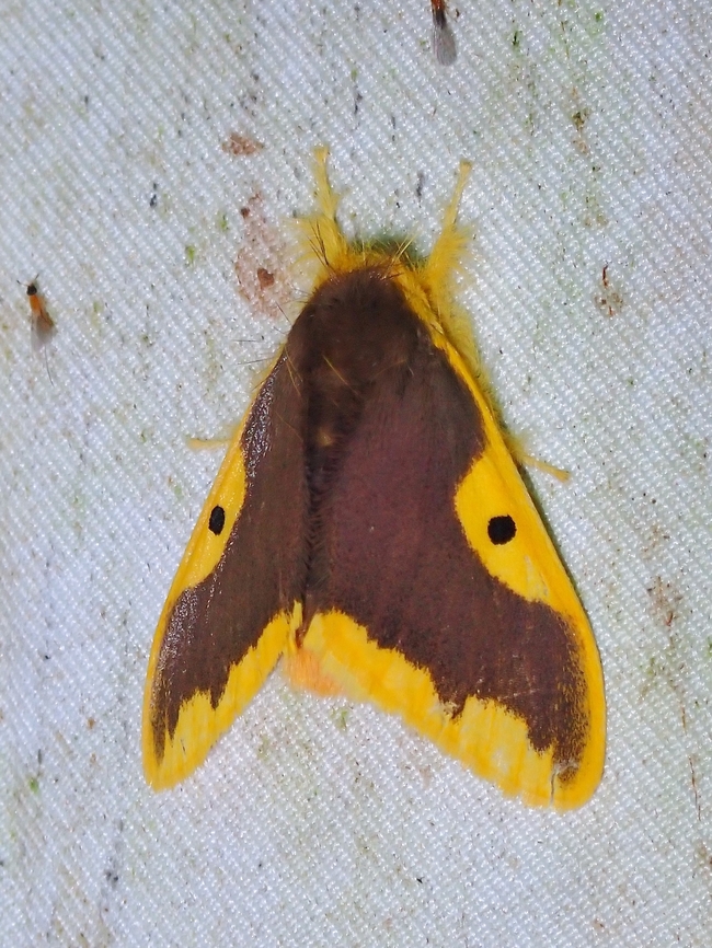 Tussock Moth - Nygmia epirotica  Malaysia,Moth,Nygmia epirotica,Sabah,Tussock Moth