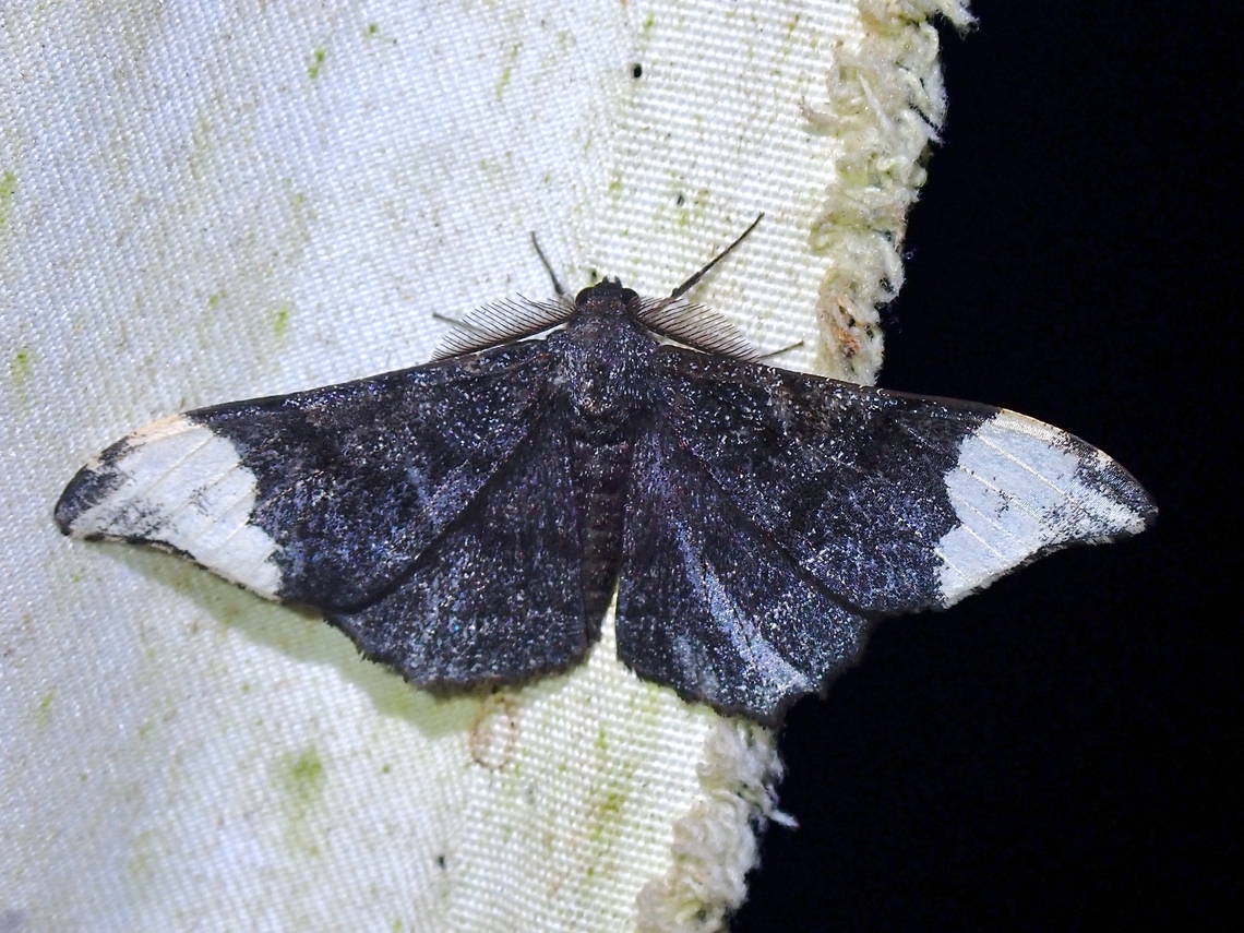 Moth - Hyposidra apioleuca  Hyposidra apioleuca,Malaysia,Moth,Sabah