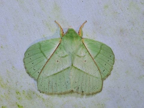 Lappet Moth - Trabala ganesha  Lappet Moth,Malaysia,Moth,Sabah,Trabala ganesha