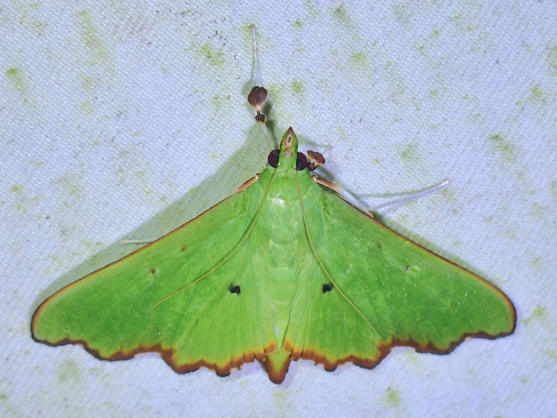 Pearl Moth - Parotis laceritalis  Malaysia,Moth,Parotis laceritalis,Pearl Moth,Sabah