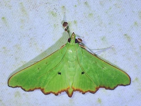 Pearl Moth - Parotis laceritalis  Malaysia,Moth,Parotis laceritalis,Pearl Moth,Sabah