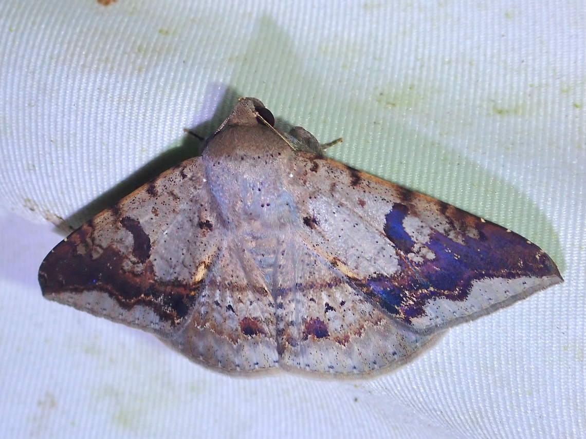 Moth - Ericeia eriophora  Ericeia eriophora,Malaysia,Moth,Sabah