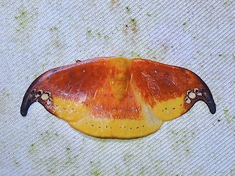 Hooktip Moth - Tridrepana subtusmaculata  Hooktip Moth,Malaysia,Moth,Sabah,Tridrepana subtusmaculata