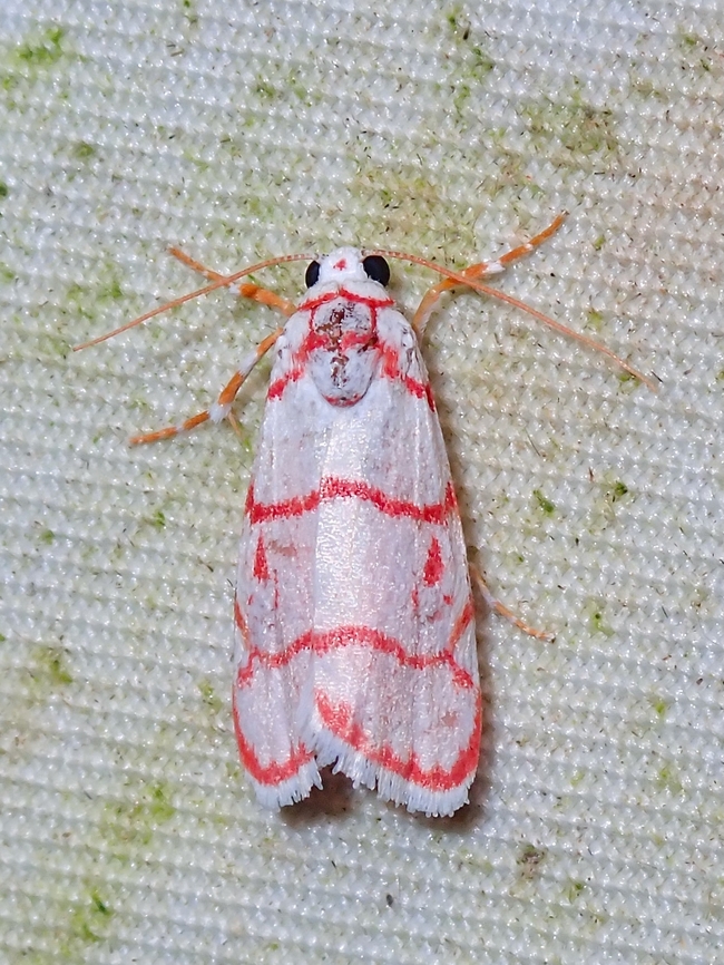 Lichen Moth - Cyana pudens  Cyana pudens,Lichen Moth,Malaysia,Moth,Sabah