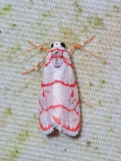 Lichen Moth - Cyana pudens  Cyana pudens,Lichen Moth,Malaysia,Moth,Sabah