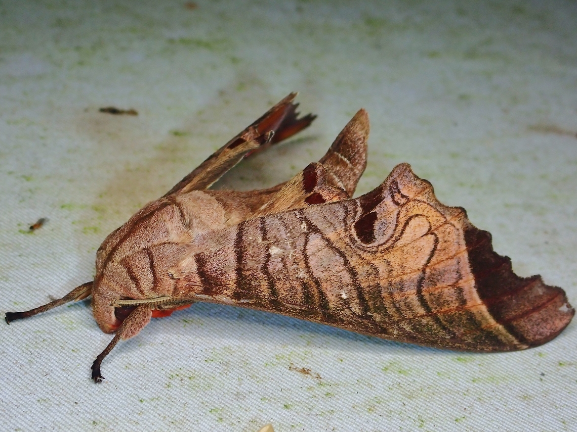 Moth - Marumba spectabilis  Hawkmoth,Malaysia,Marumba spectabilis,Moth,Sabah