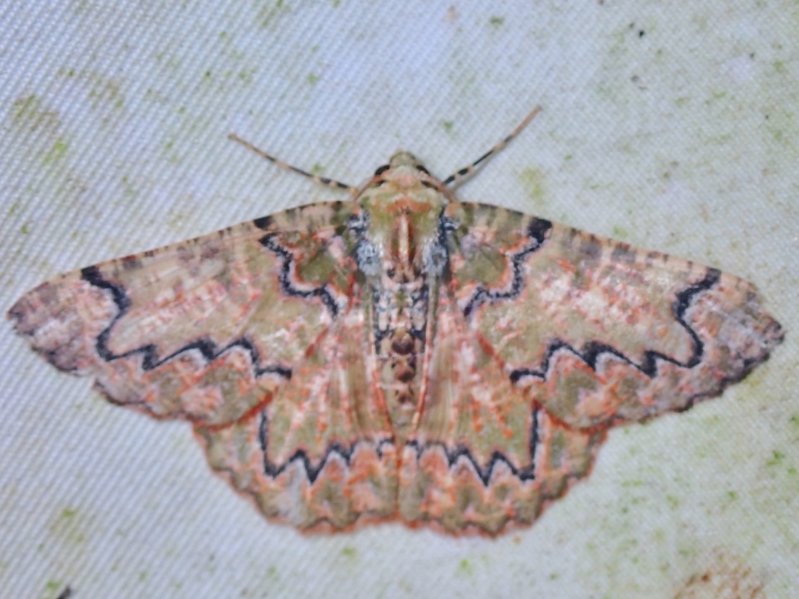Moth - Lophophelma rubroviridata  Lophophelma rubroviridata,Malaysia,Moth,Sabah