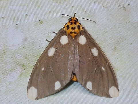 Tiger Moth - Aethalida borneana  Aethalida borneana,Malaysia,Moth,Sabah,Tiger Moth