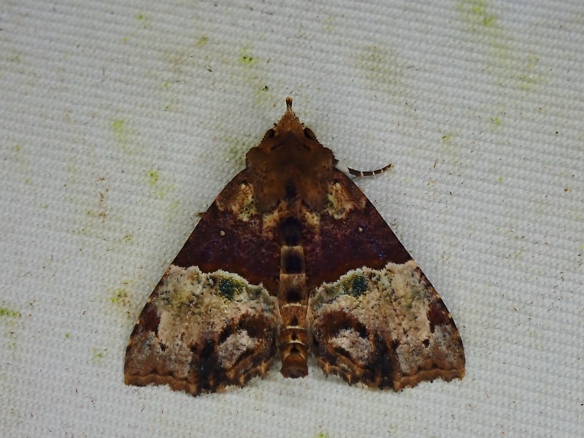 Moth - Acidon mediobrunnea  Acidon mediobrunnea,Malaysia,Moth,Sabah