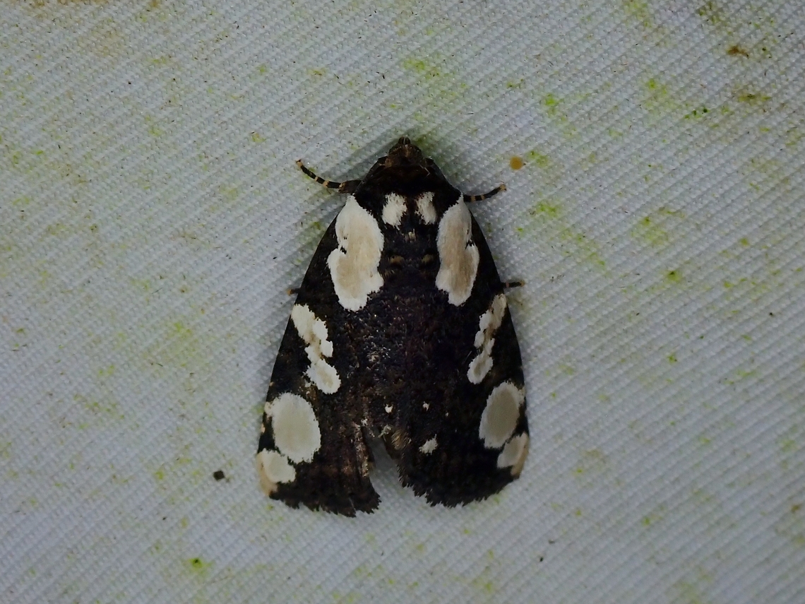 Moth - Mudaria major  Malaysia,Moth,Mudaria major,Sabah