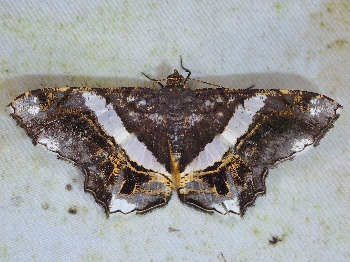 Moth - Chiasmia nora  Chiasmia Nora,Malaysia,Moth,Sabah