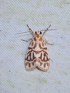 Lichen Moth - Adites vagilinea  Adites vagilinea,Lichen Moth,Malaysia,Moth,Sabah